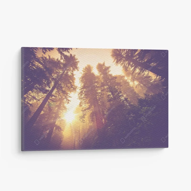 Forêts – Wallnifity®