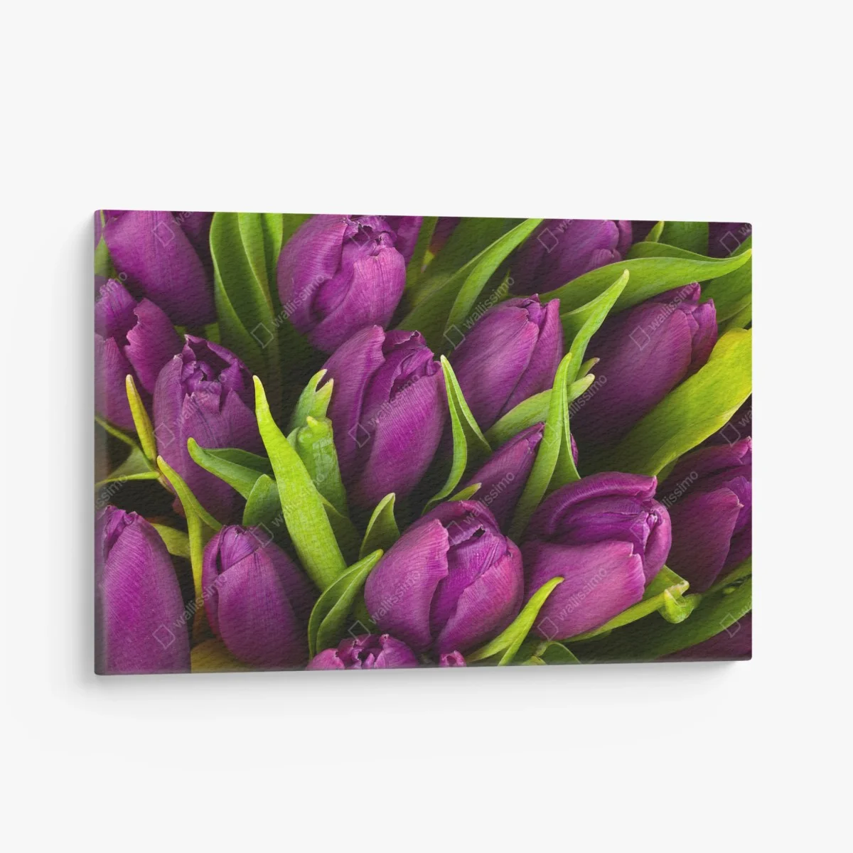 Tableau sur toile bouquet de tulipes violettes en gros plan – Wallnifity® Tableau sur toile bouquet de tulipes violettes en gros plan – Wallnifity®