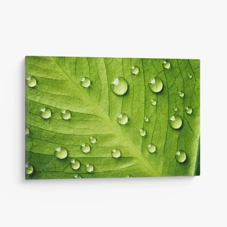 Tableau sur toile gouttes sur feuille verte en gros plan – Wallnifity®