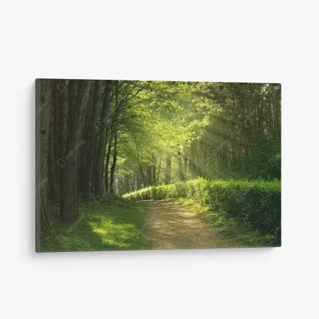 Tableau sur toile sentier en forêt baigné de lumière – Wallnifity®