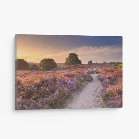 Tableau sur toile sentier entre les bruyères du Posbank au lever du soleil – Wallnifity®
