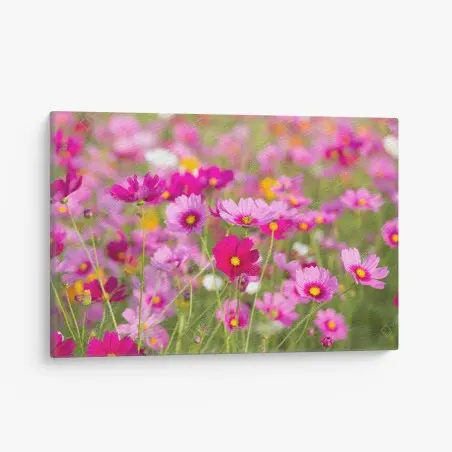 Tableau sur toile champ de cosmos roses en fleurs – Wallnifity®