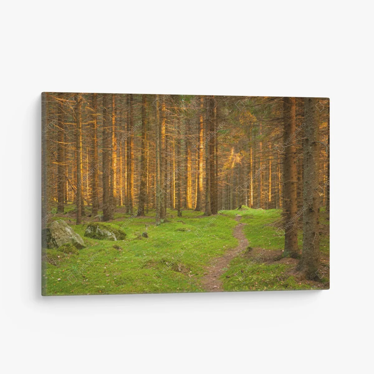 Tableau sur toile lumière dorée dans la forêt de sapins – Wallnifity® Tableau sur toile lumière dorée dans la forêt de sapins – Wallnifity®