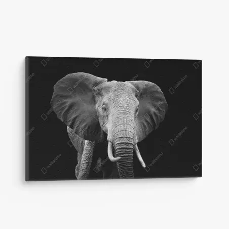 Tableau sur toile portrait d'éléphant en noir et blanc – Wallnifity®