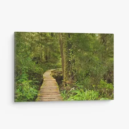 Tableau sur toile chemin de planches au cœur de la forêt pluviale de Pacific Rim National Park Reserve, Île de Vancouver, Canada – Wallnifity®