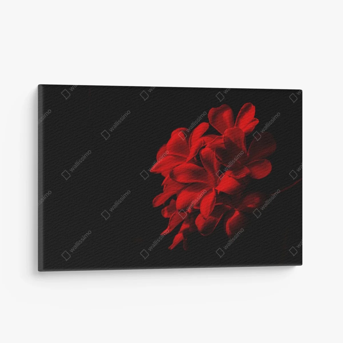Tableau sur toile frangipanier rouge sur fond noir – Wallnifity® Tableau sur toile frangipanier rouge sur fond noir – Wallnifity®