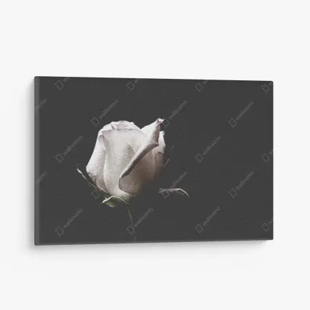 Tableau sur toile rose blanche en gros plan sur fond noir – Wallnifity®