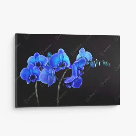 Tableau sur toile orchidée bleue sur fond noir, élégance florale – Wallnifity®
