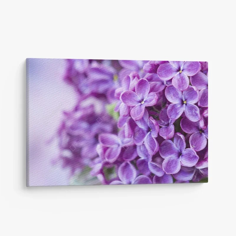 Tableau sur toile lilas violets en gros plan – Wallnifity®