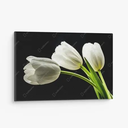 Tableau sur toile tulipes blanches élégantes sur fond noir – Wallnifity®
