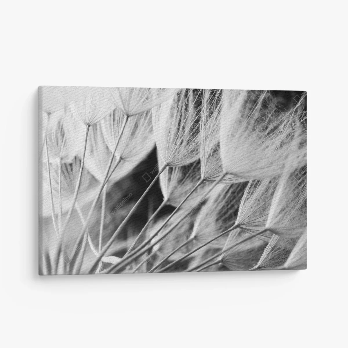 Tableau sur toile plumes de pissenlit en noir et blanc – Wallnifity® Tableau sur toile plumes de pissenlit en noir et blanc – Wallnifity®