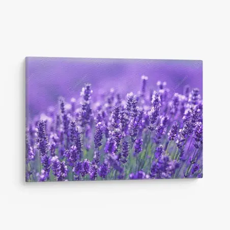 Tableau sur toile champ de lavande en gros plan, ambiance provençale – Wallnifity®