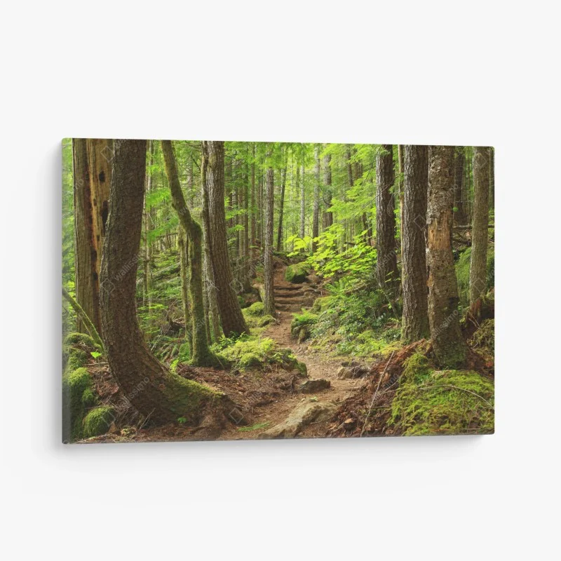 Forêts – Wallnifity®