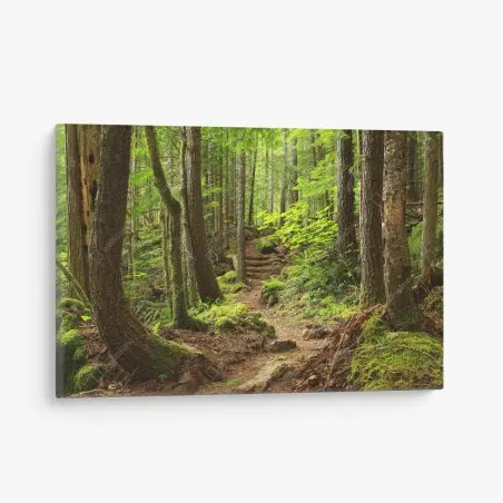 Tableau sur toile sentier enchanté en forêt verdoyante – Wallnifity®