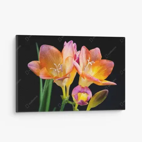 Tableau sur toile freesias lumineux sur fond noir – Wallnifity®
