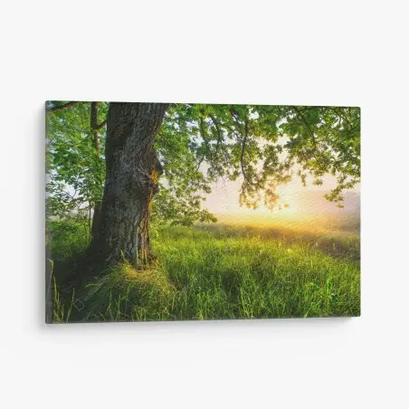 Tableau sur toile sous le grand chêne au lever du soleil – Wallnifity®
