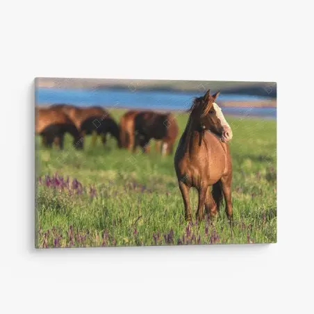 Tableau sur toile cheval brun dans une prairie fleurie au soleil – Wallnifity®