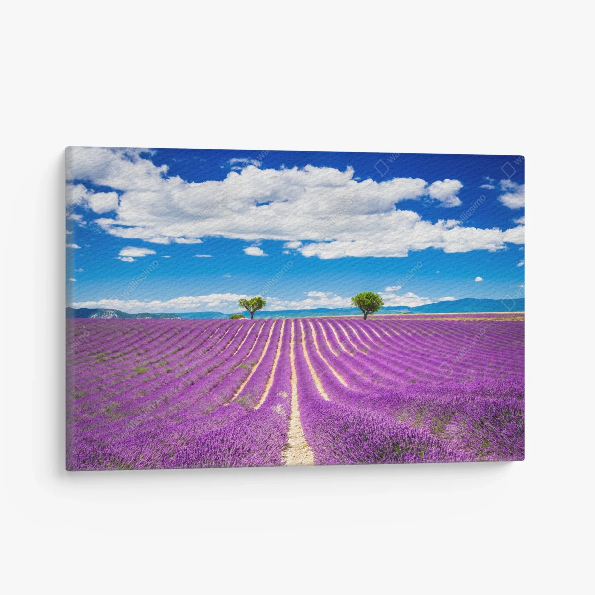 Tableau sur toile champ de lavande en Provence – Wallnifity® Tableau sur toile champ de lavande en Provence – Wallnifity®