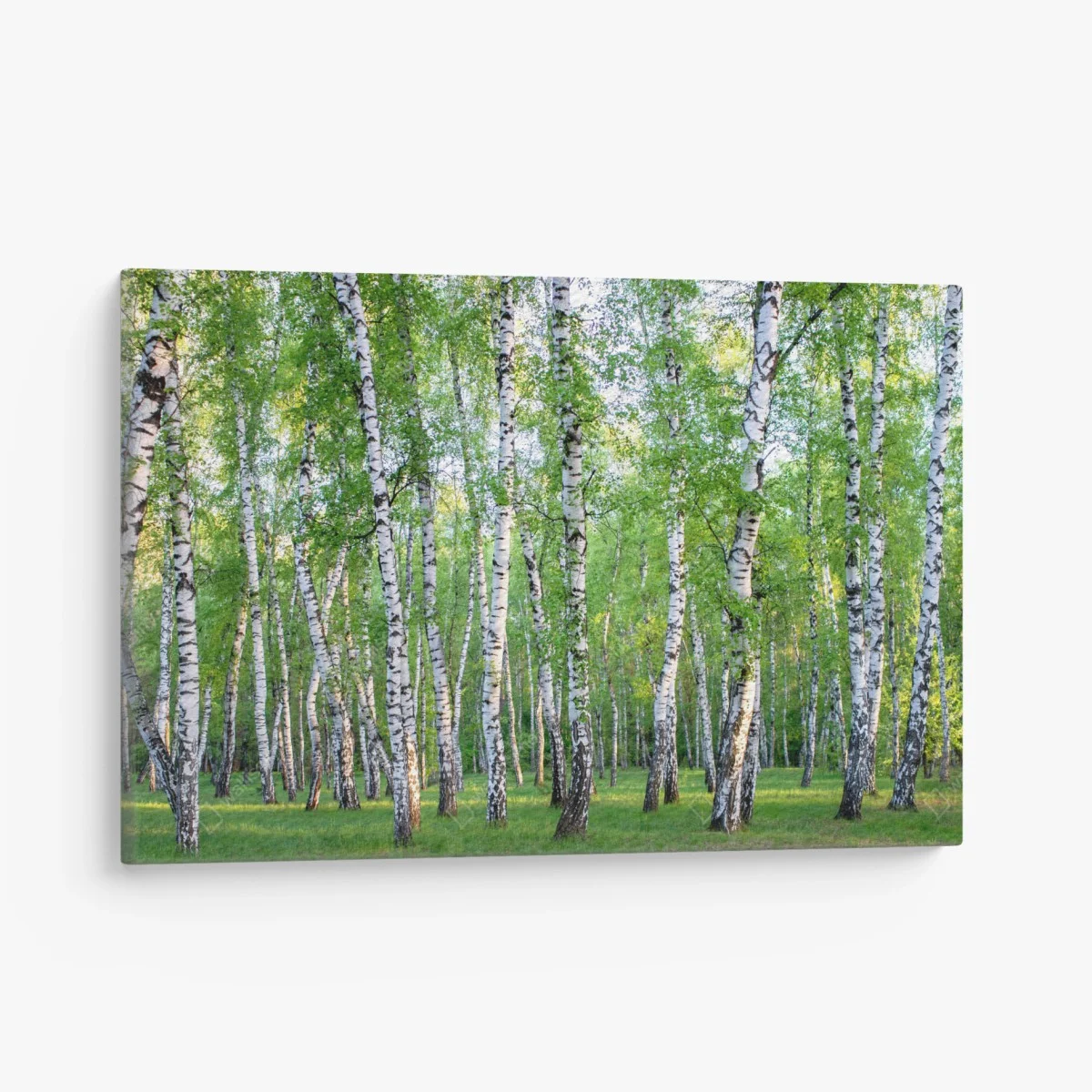 Tableau sur toile forêt de bouleaux en été – Wallnifity® Tableau sur toile forêt de bouleaux en été – Wallnifity®