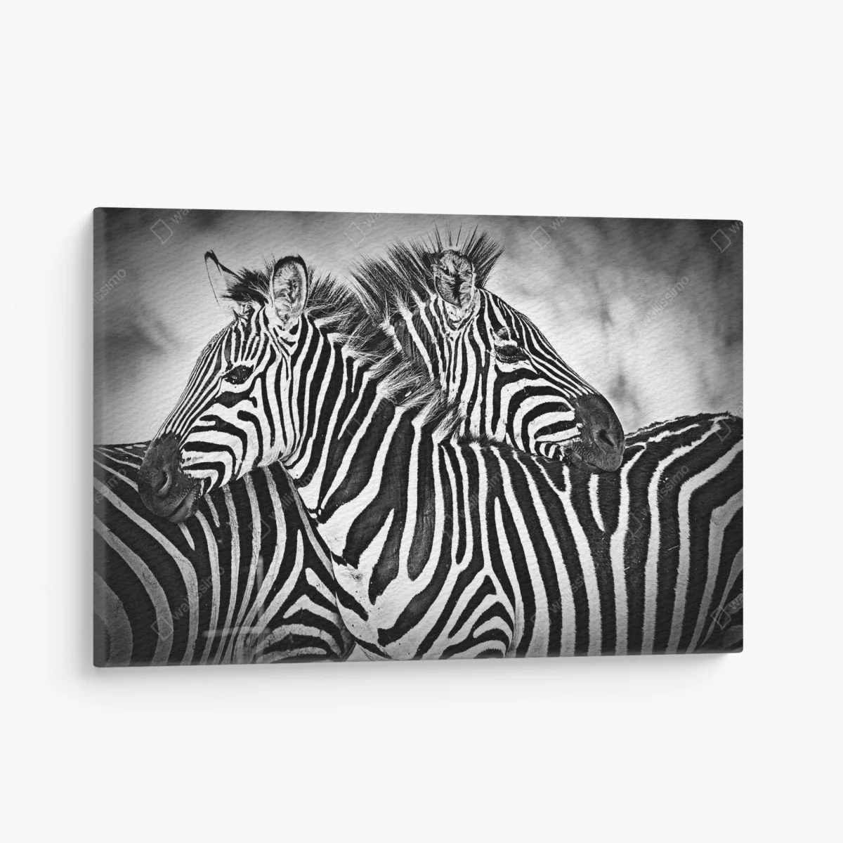 Tableau sur toile étreinte de rayures - zèbres en noir et blanc – Wallnifity® Tableau sur toile étreinte de rayures - zèbres en noir et blanc – Wallnifity®