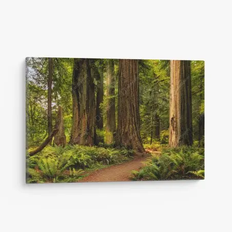 Tableau sur toile promenade sous les séquoias de Californie – Wallnifity®