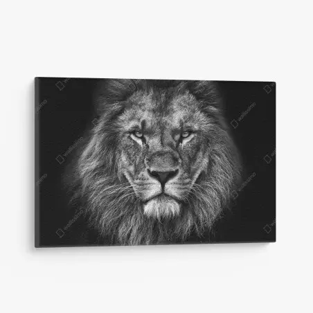 Tableau sur toile regard de lion majestueux en noir et blanc – Wallnifity®