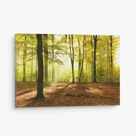 Tableau sur toile forêt d'automne baignée de lumière – Wallnifity®