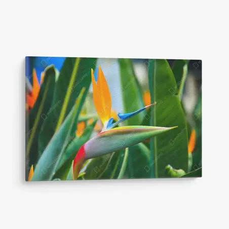 Tableau sur toile oiseau de paradis tropical en gros plan – Wallnifity®
