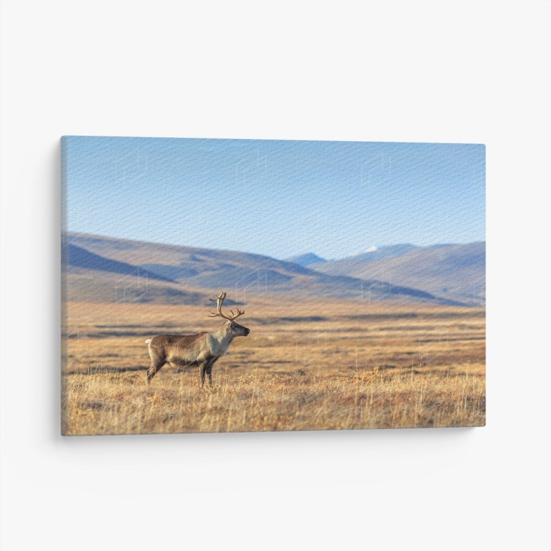 Biophilique – Wallnifity®