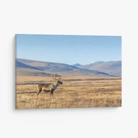 Tableau sur toile renne solitaire dans la toundra arctique, Sibérie – Wallnifity®