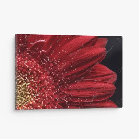 Tableau sur toile gerbera rouge en gros plan – Wallnifity®