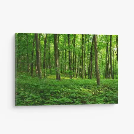 Tableau sur toile forêt verdoyante au printemps – Wallnifity®
