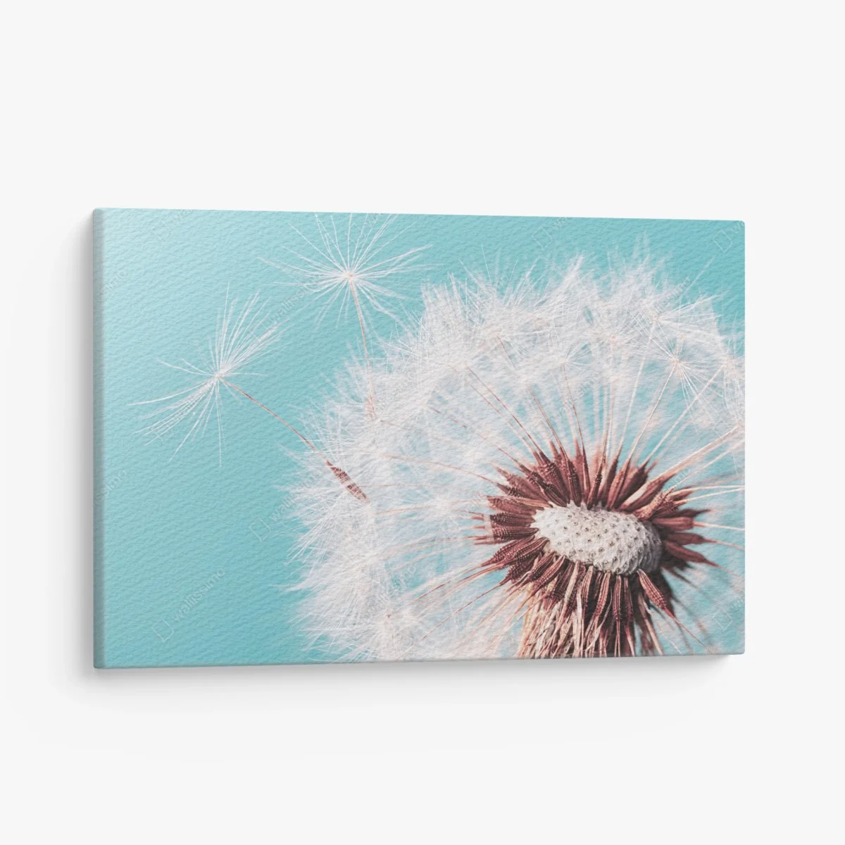 Tableau sur toile douceur de pissenlit sur fond turquoise – Wallnifity® Tableau sur toile douceur de pissenlit sur fond turquoise – Wallnifity®