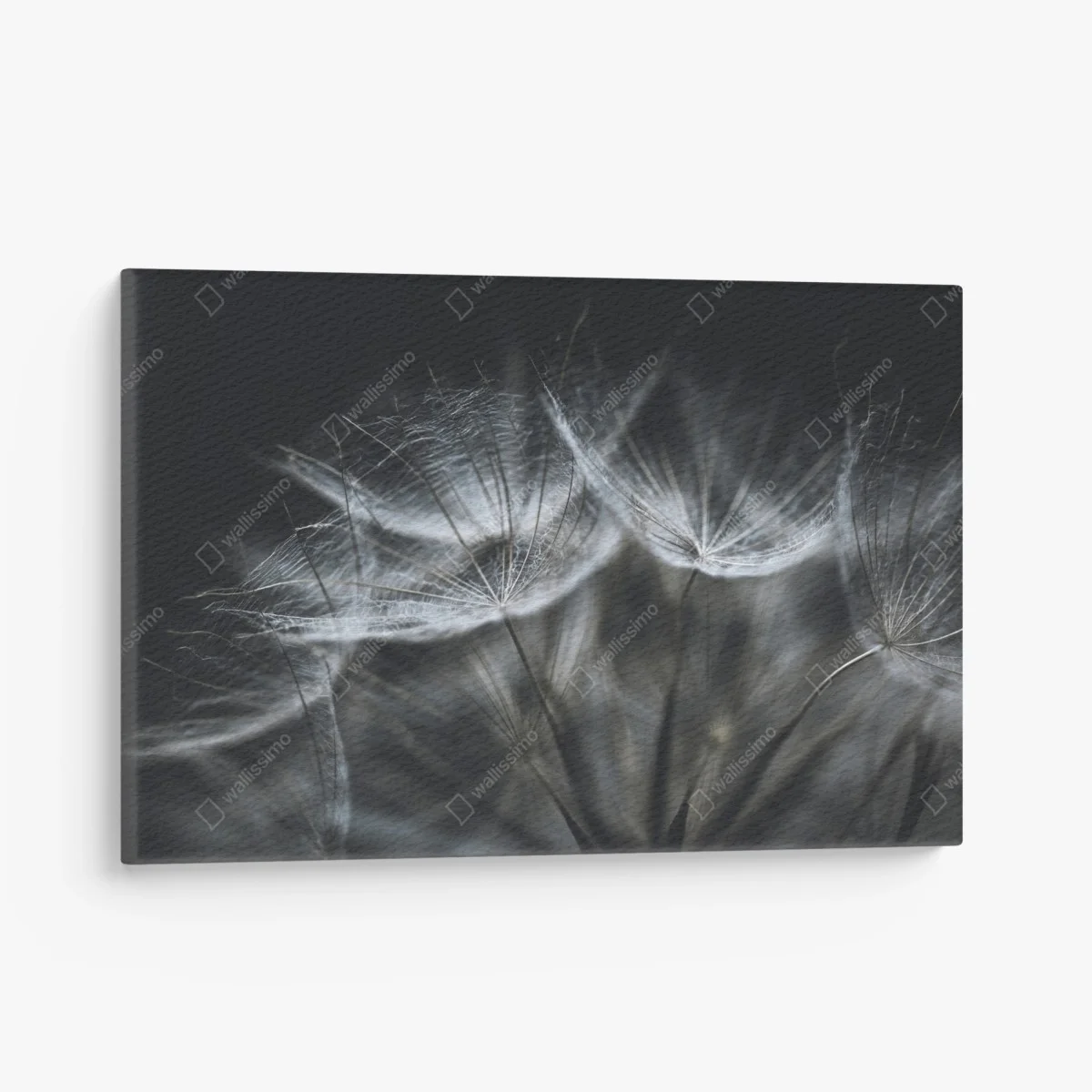 Tableau sur toile souffle de pissenlit en macro – Wallnifity® Tableau sur toile souffle de pissenlit en macro – Wallnifity®