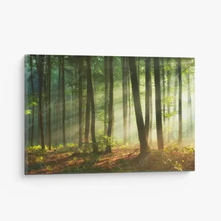 Tableau sur toile forêt en lumière matinale – Wallnifity®