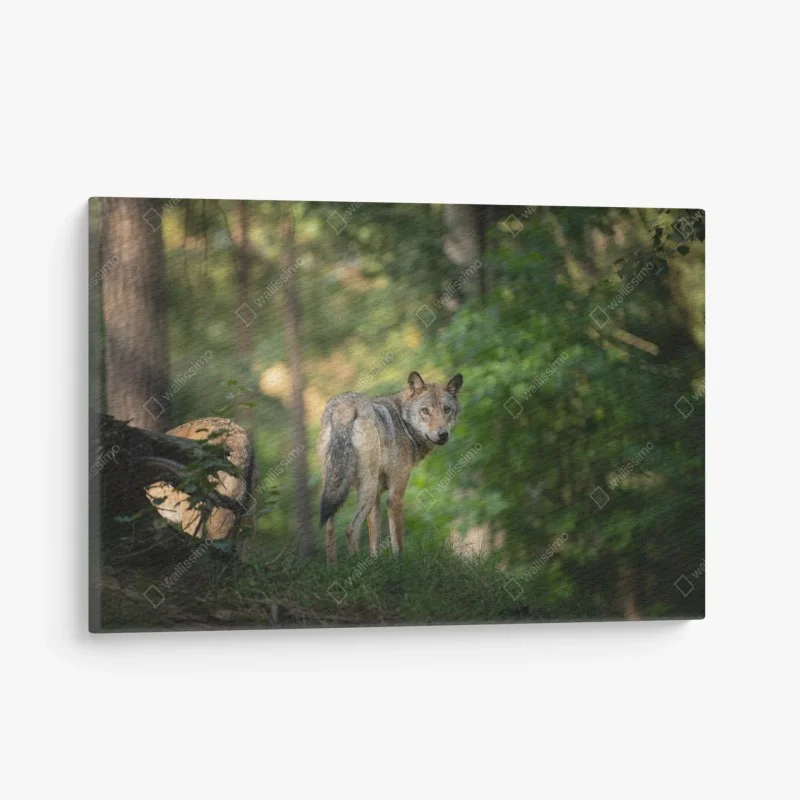 Tableaux sur toile – Wallnifity®