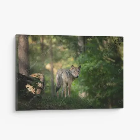 Tableau sur toile portrait de loup dans une clairière boisée – Wallnifity®