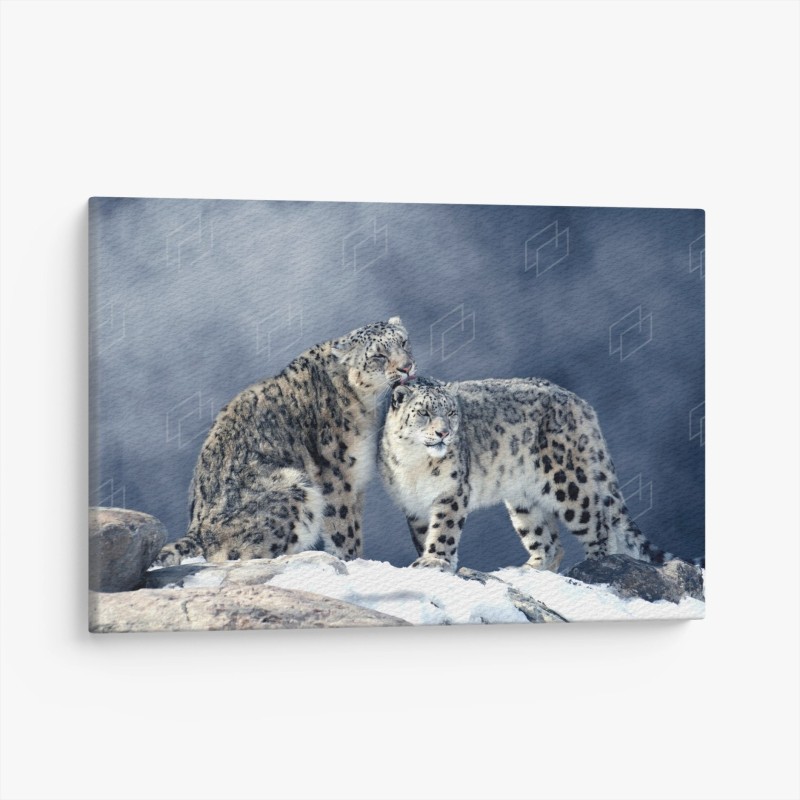 Animaux sauvages – Wallnifity®