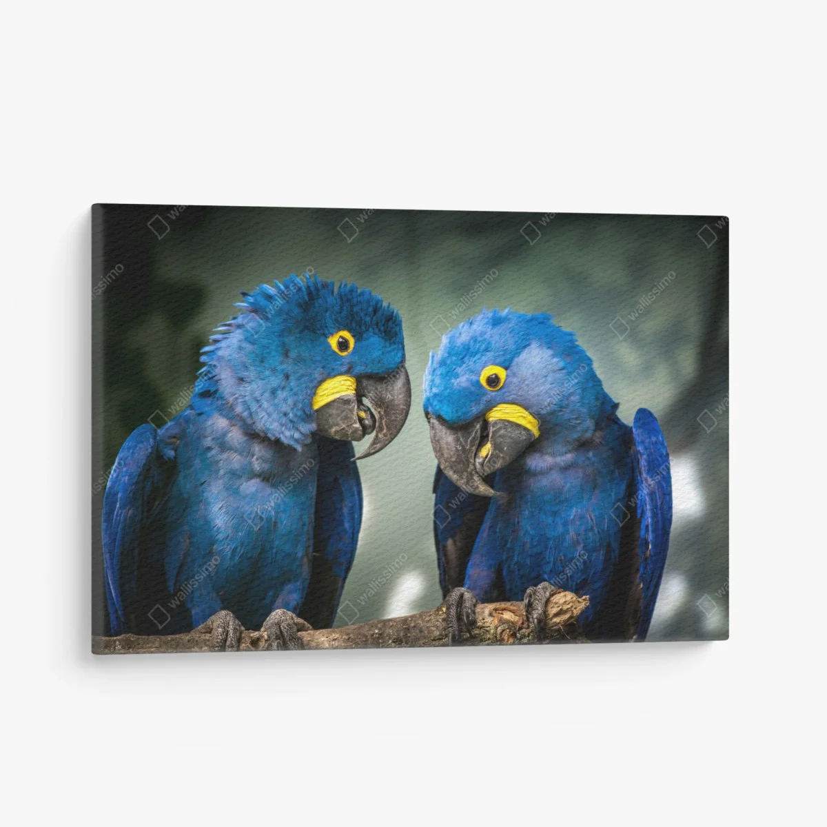 Tableau sur toile duo d'aras hyacinthe au plumage bleu – Wallnifity® Tableau sur toile duo d'aras hyacinthe au plumage bleu – Wallnifity®