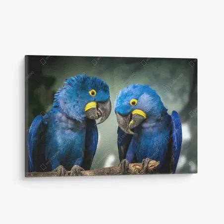 Tableau sur toile duo d'aras hyacinthe au plumage bleu – Wallnifity®