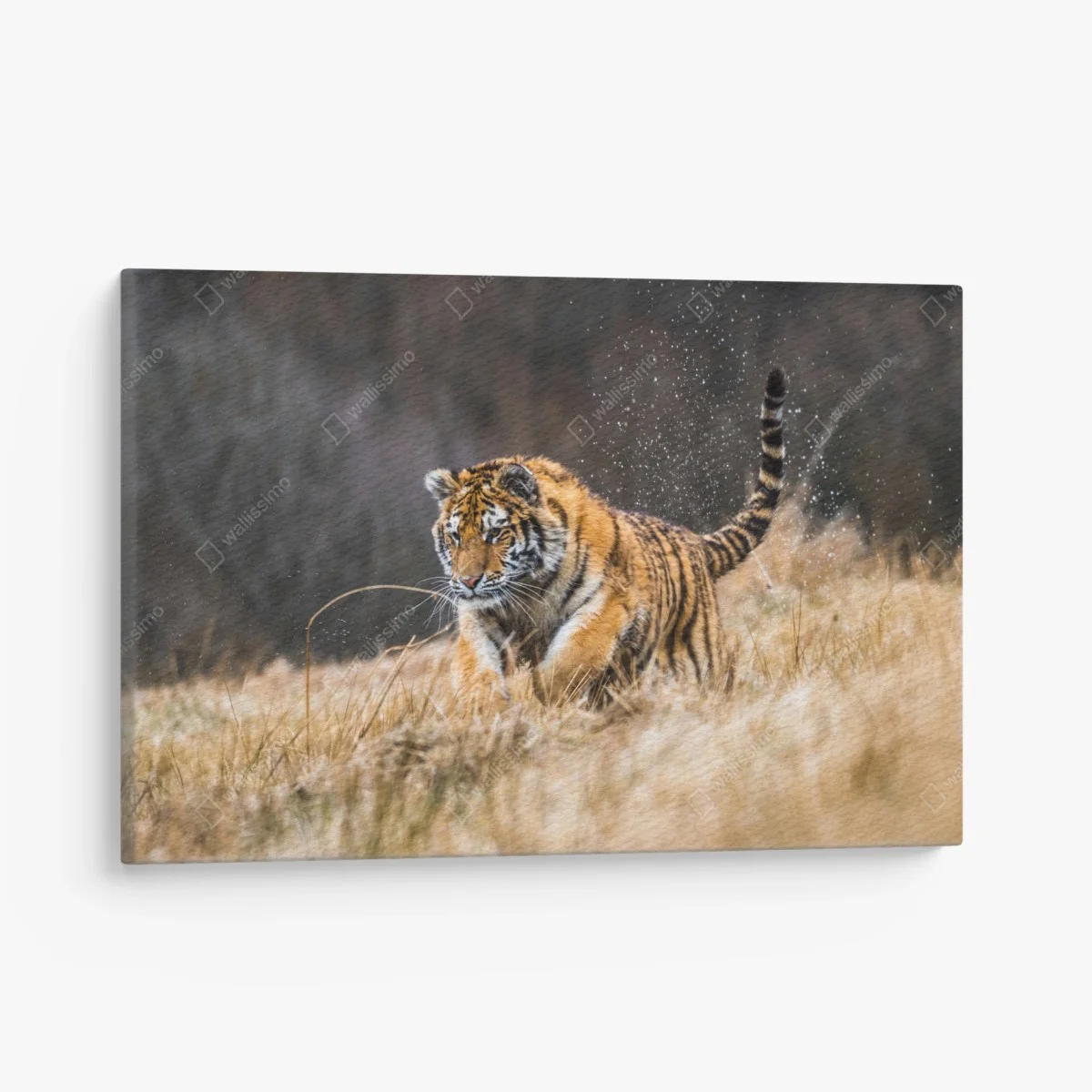 Tableau sur toile tigre de Sibérie en plein élan – Wallnifity® Tableau sur toile tigre de Sibérie en plein élan – Wallnifity®