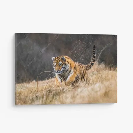 Tableau sur toile tigre de Sibérie en plein élan – Wallnifity®