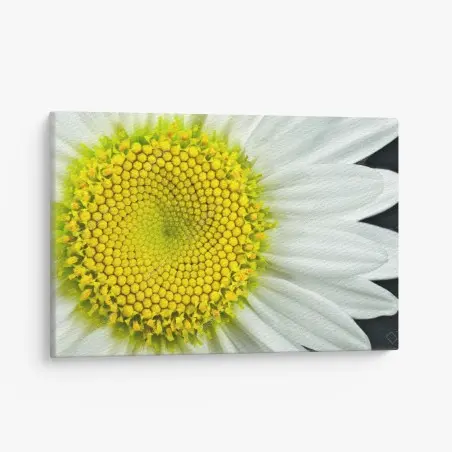 Tableau sur toile marguerite en gros plan : spirale botanique – Wallnifity®