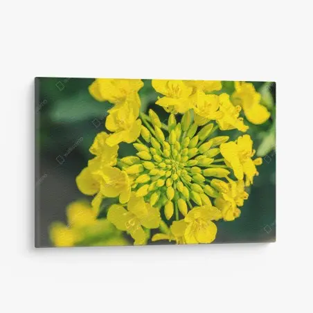 Tableau sur toile fleur de colza en gros plan – Wallnifity®