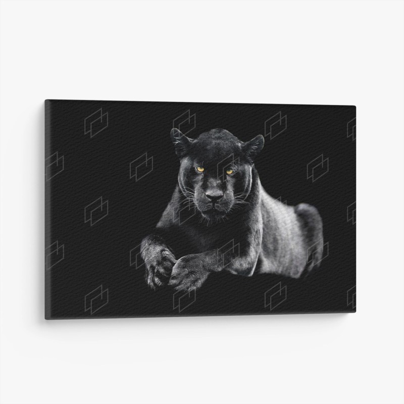 Animaux sauvages – Wallnifity®