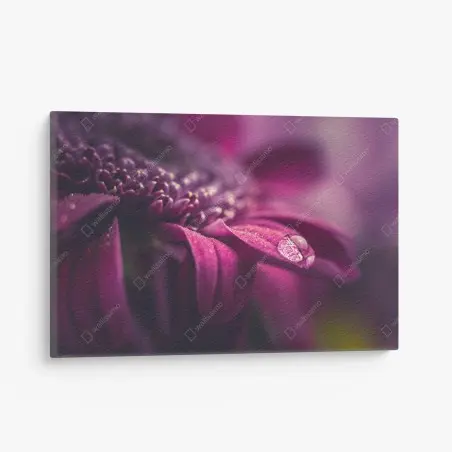 Tableau sur toile goutte de rosée sur pétale pourpre – Wallnifity®