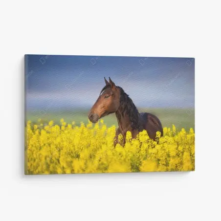 Tableau sur toile cheval bai dans un champ de colza – Wallnifity®
