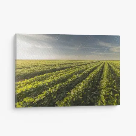Tableau sur toile champ de soja au coucher du soleil – Wallnifity®
