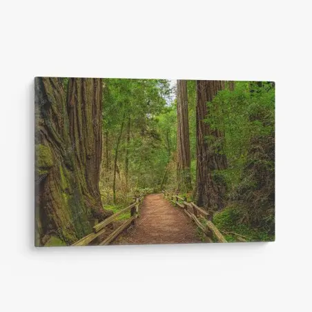 Tableau sur toile promenade sous les séquoias centenaires – Wallnifity®