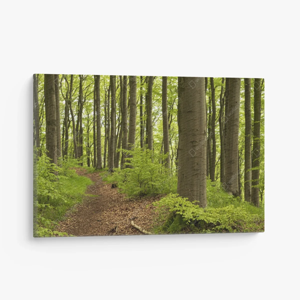 Tableau sur toile sentier dans la forêt verdoyante – Wallnifity® Tableau sur toile sentier dans la forêt verdoyante – Wallnifity®